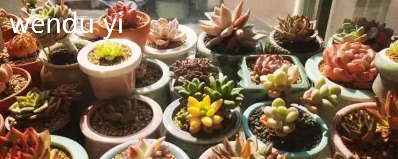 新手如何养殖多肉，种植前要先将枯根、坏根剪掉