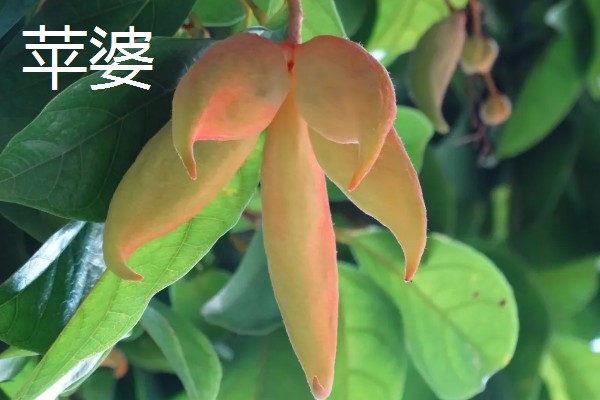 苹婆的养殖方法，需要控制它生长的温度