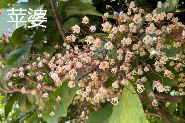 苹婆的养殖方法，需要控制它生长的温度