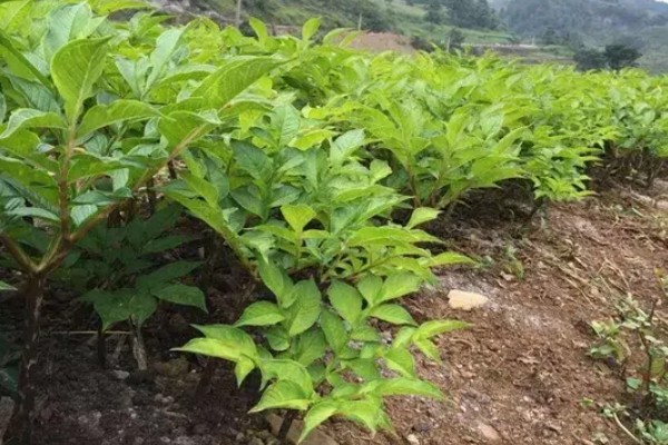 魔芋如何施肥，在幼苗早期阶段追1次提苗肥