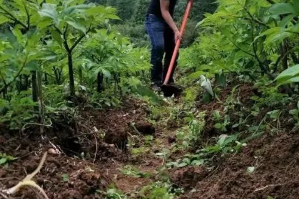 魔芋如何施肥，在幼苗早期阶段追1次提苗肥