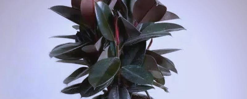 橡皮树的打顶季节，夏季打顶可以长出更多分枝