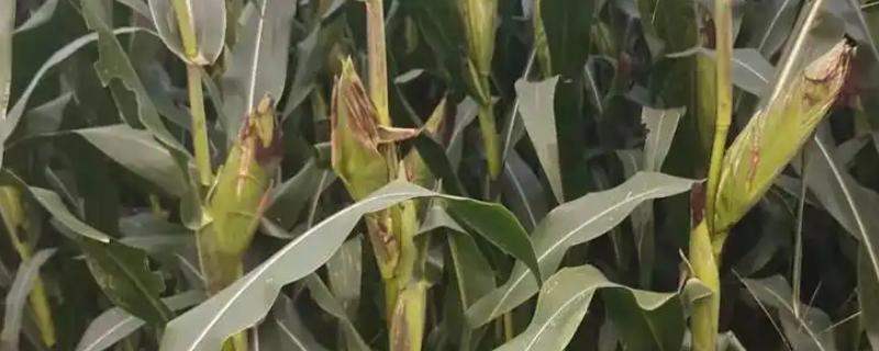 矮宝V8玉米种简介，春播生育期为126天