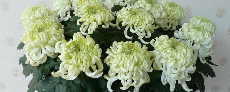 盆栽菊花叶子易蔫的原因，可能是光照不足所致