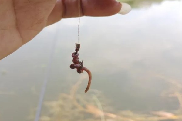 南方地区早春怎么钓鱼，在晴天上午作钓效果更佳