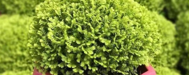 绿地球的养殖方法，平时花土要保持湿润的状态