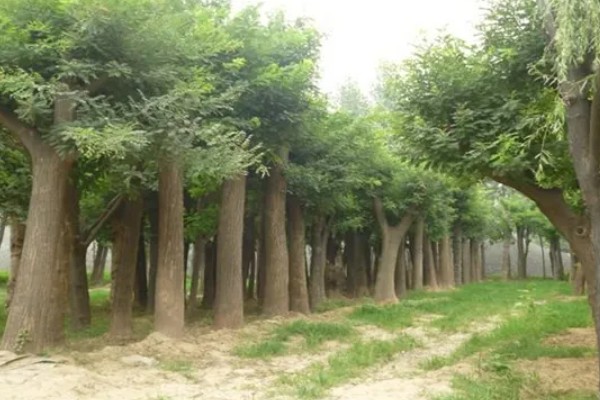 国槐的产地，原产在中国