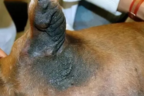 狗狗的皮肤变成黑色的原因，可能是色素沉淀所致