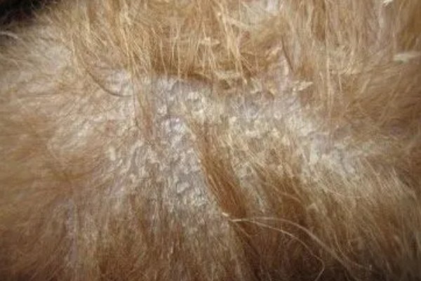 狗狗的皮肤变成黑色的原因，可能是色素沉淀所致