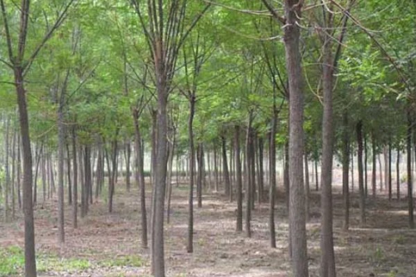 国槐的产地，原产在中国