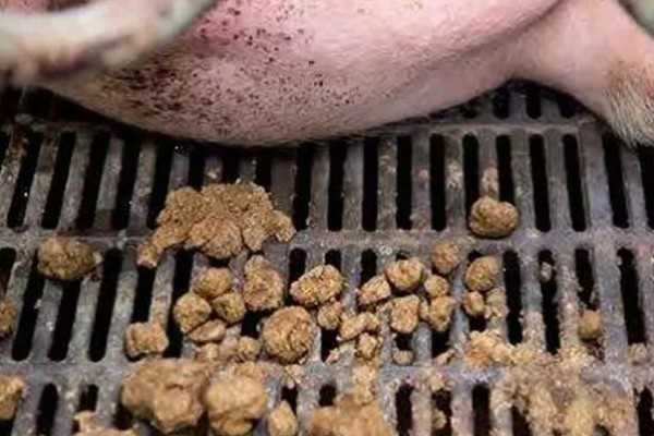 猪大便干结用哪种药，可以用山大黄末治疗