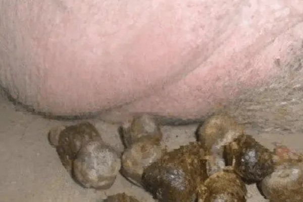 猪大便干结用哪种药，可以用山大黄末治疗