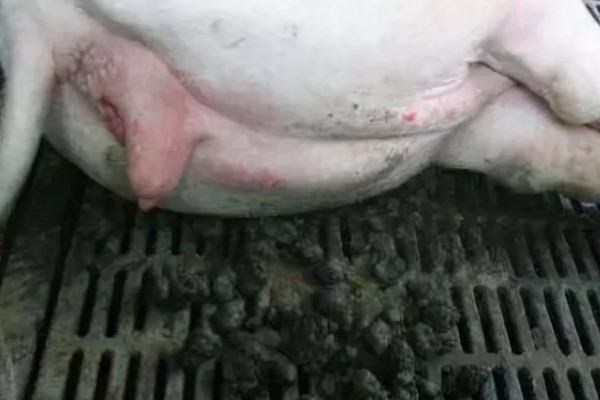 猪大便干结用哪种药，可以用山大黄末治疗