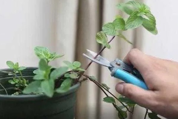 薄荷叶发黄的原因，可能是光照不足或枝叶过密所致