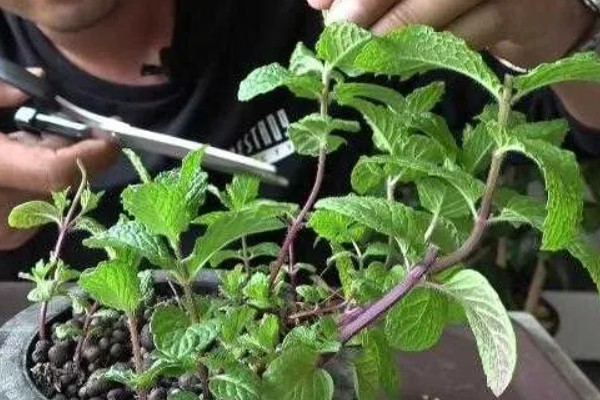 薄荷叶发黄的原因，可能是光照不足或枝叶过密所致