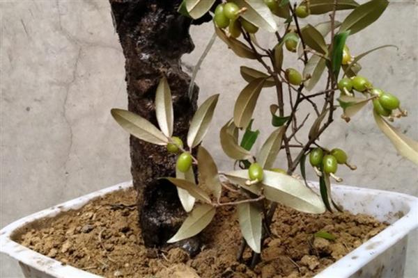 羊奶果盆栽怎么种植，基本每隔3-5天给植株浇水一次