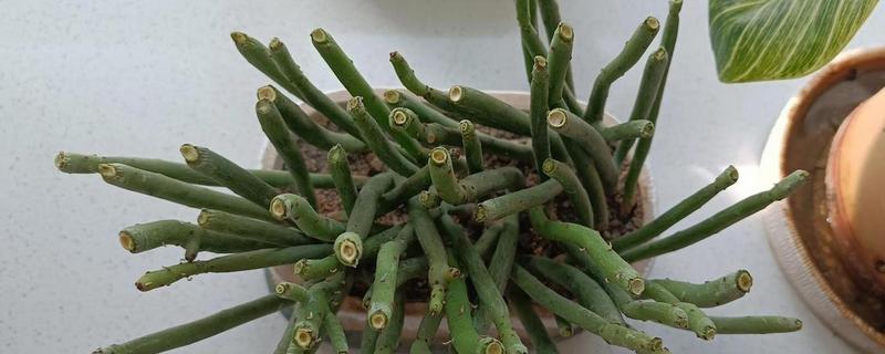 膨珊瑚的养殖方法，喜欢在半阴暗潮湿的地方生长