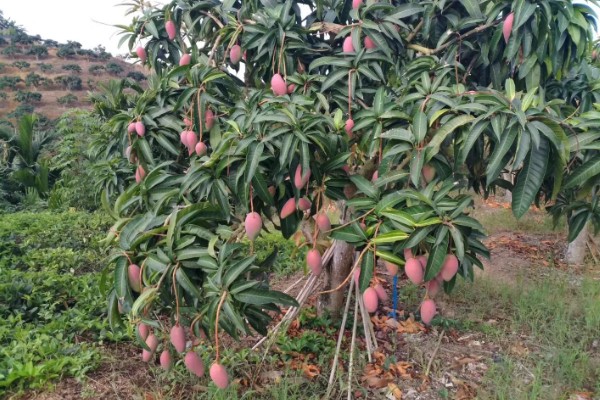 芒果在树上能自然熟吗，在树上可以自然成熟