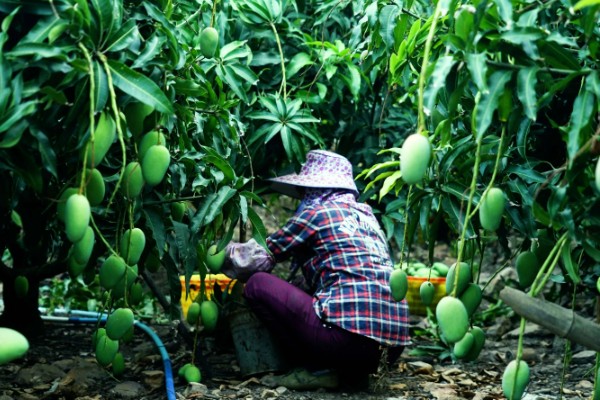 芒果在树上能自然熟吗，在树上可以自然成熟