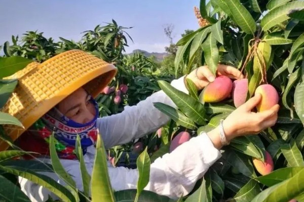芒果在树上能自然熟吗，在树上可以自然成熟