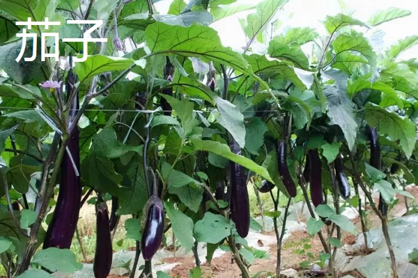 4月份露地适合种什么蔬菜，可以种茄子、辣椒等