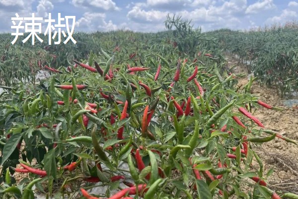 4月份露地适合种什么蔬菜，可以种茄子、辣椒等
