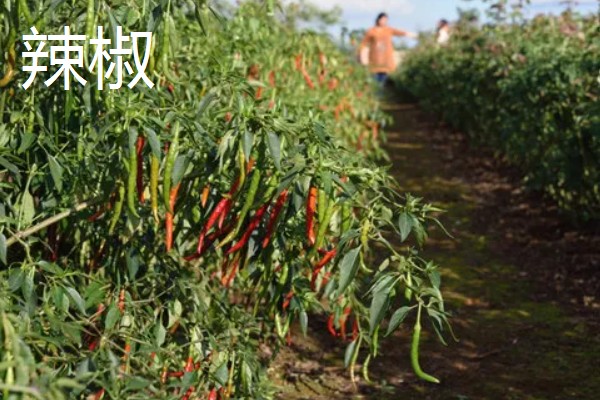 4月份露地适合种什么蔬菜，可以种茄子、辣椒等