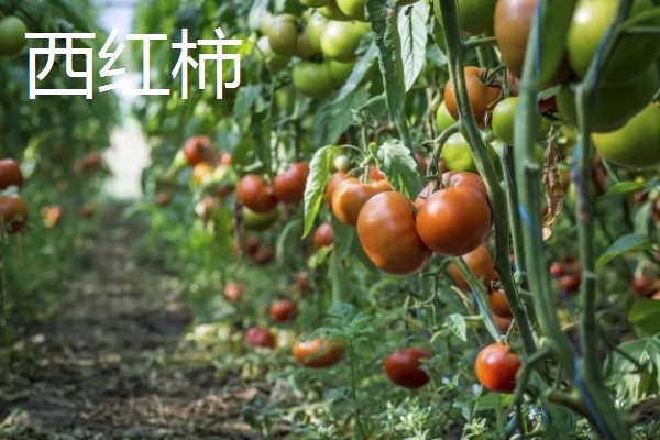 4月份露地适合种什么蔬菜，可以种茄子、辣椒等