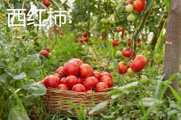 4月份露地适合种什么蔬菜，可以种茄子、辣椒等