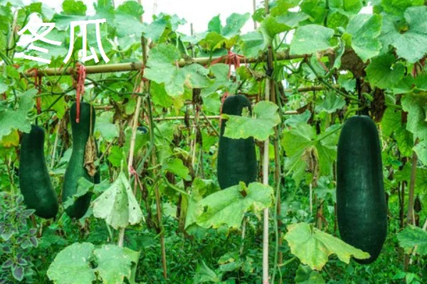 4月份露地适合种什么蔬菜，可以种茄子、辣椒等
