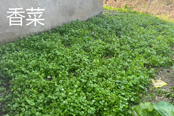 4月份露地适合种什么蔬菜，可以种茄子、辣椒等