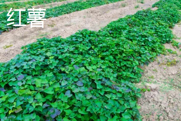 4月份露地适合种什么蔬菜，可以种茄子、辣椒等