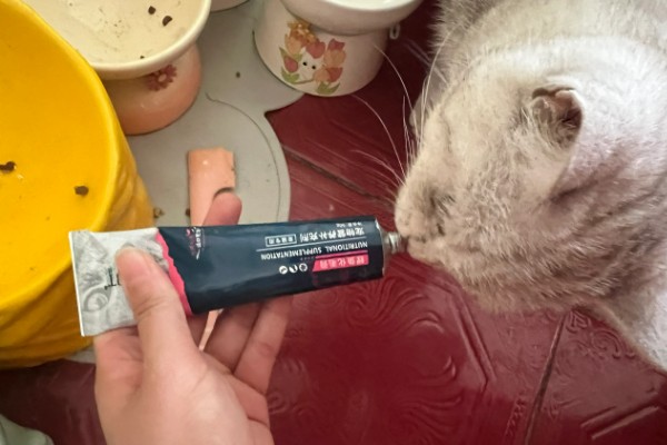 猫咪生气了怎么处理，可使用零食来安抚猫咪