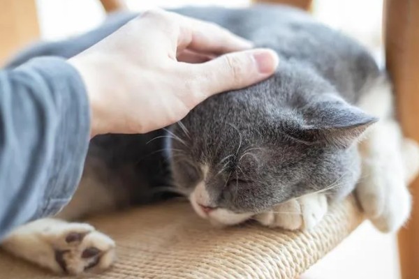 猫咪生气了怎么处理，可使用零食来安抚猫咪