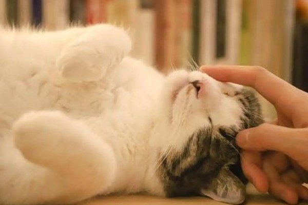 猫咪生气了怎么处理，可使用零食来安抚猫咪