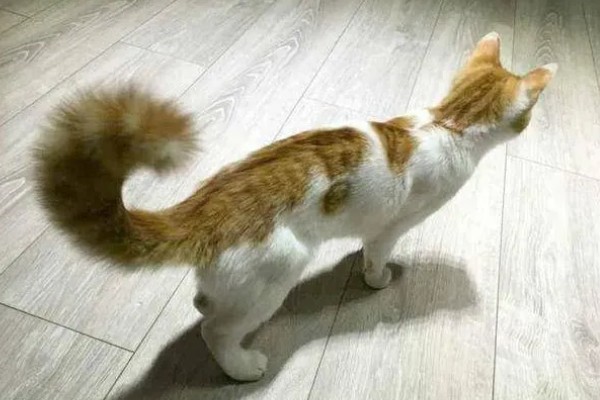 猫咪生气了怎么处理，可使用零食来安抚猫咪