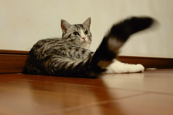 猫咪生气了怎么处理，可使用零食来安抚猫咪