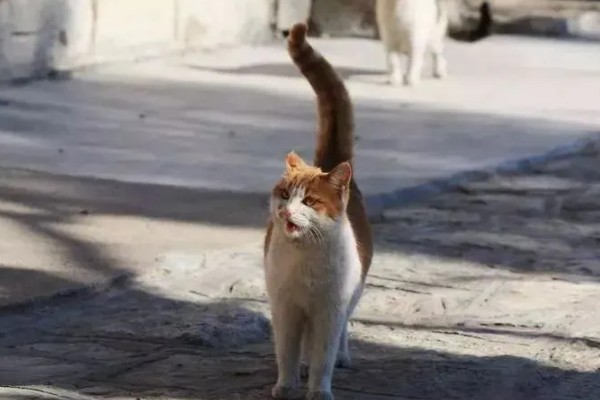 猫咪生气了怎么处理，可使用零食来安抚猫咪