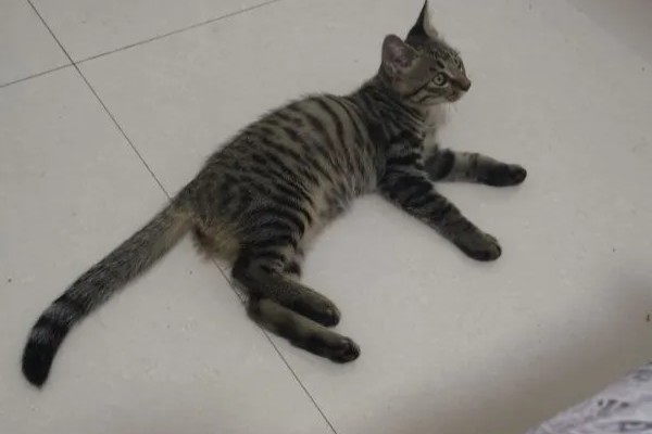 猫咪生气了怎么处理，可使用零食来安抚猫咪
