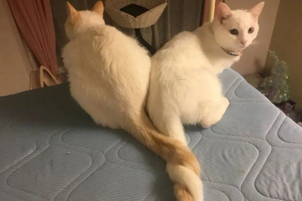 猫咪生气了怎么处理，可使用零食来安抚猫咪