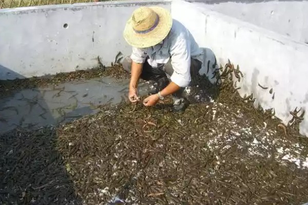 金钱水蛭的产地，主产于山东微山、东平等地