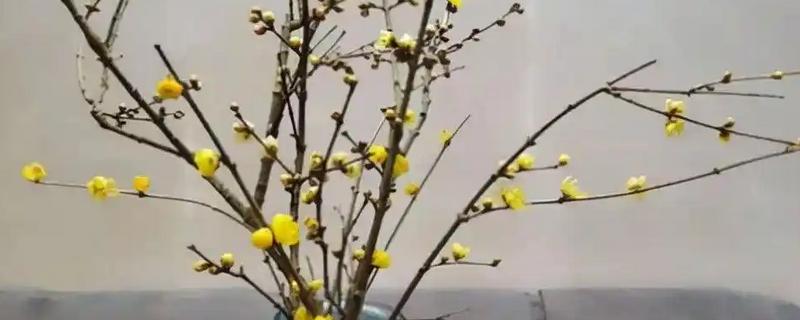 怎么用水养梅花枝，插到大小适宜的透明质花瓶内