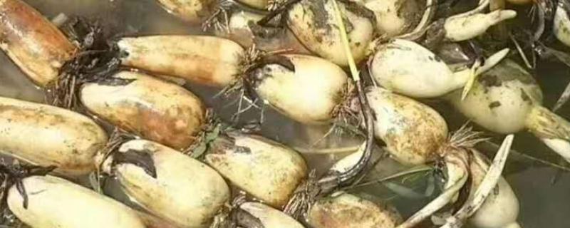 全国有什么出名的莲藕产地，蔡甸、汉川等地方产出的莲藕有很高的知名度