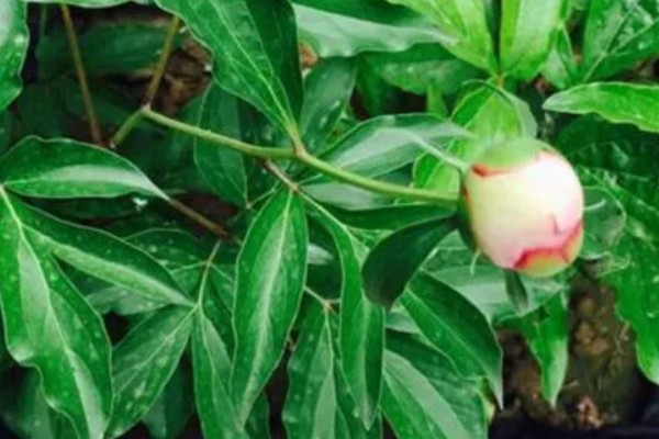 芍药花叶片发黄要不要修剪，剪除黄叶可避免影响到美观性