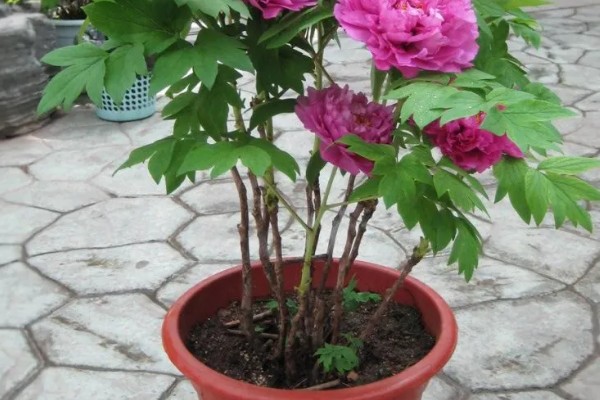 芍药花叶片发黄要不要修剪，剪除黄叶可避免影响到美观性