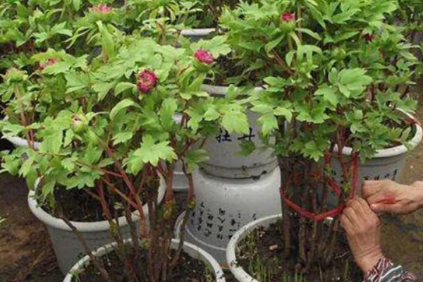 芍药花叶片发黄要不要修剪，剪除黄叶可避免影响到美观性