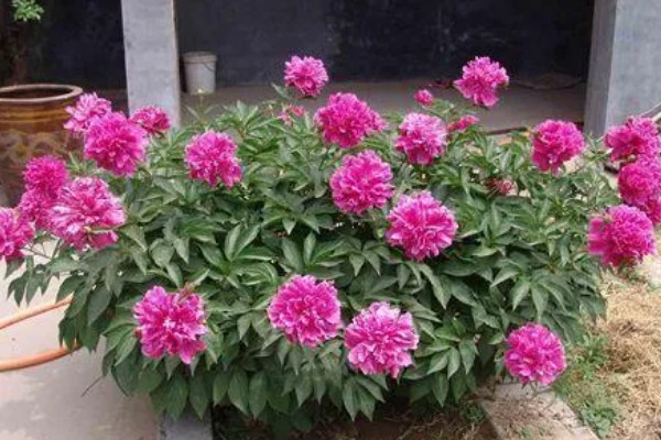 芍药花叶片发黄要不要修剪，剪除黄叶可避免影响到美观性
