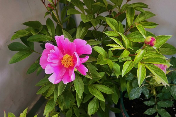 芍药花叶片发黄要不要修剪，剪除黄叶可避免影响到美观性