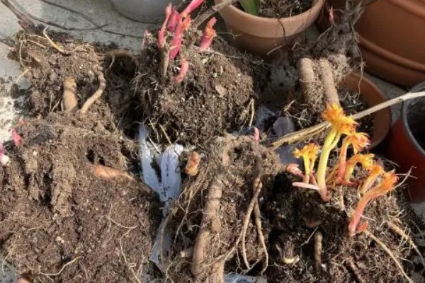 芍药花叶片发黄要不要修剪，剪除黄叶可避免影响到美观性