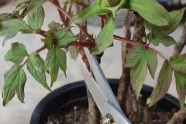 芍药花叶片发黄要不要修剪，剪除黄叶可避免影响到美观性